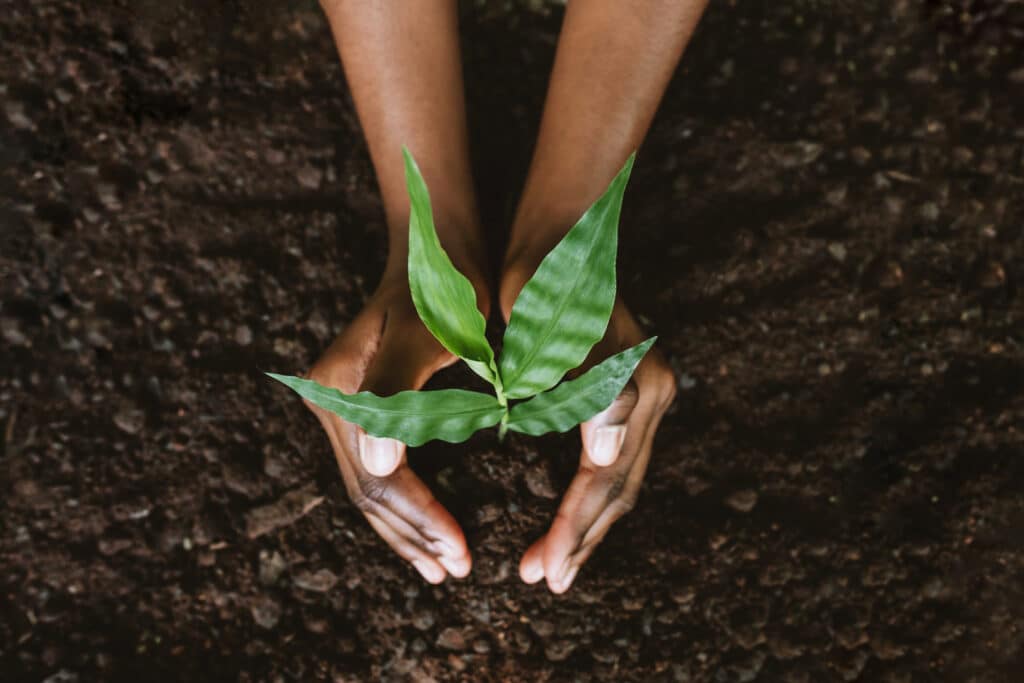 Hands growing a young plant